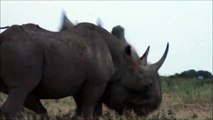 Un rhinocéros jaloux ça donne ça...