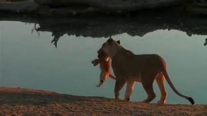 Quand une lionne apprend à son bébé à se tenir éloigné de l'eau... Moment magique