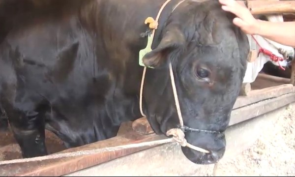 Jokowi Kurban Sapi Seberat 1,2 Ton