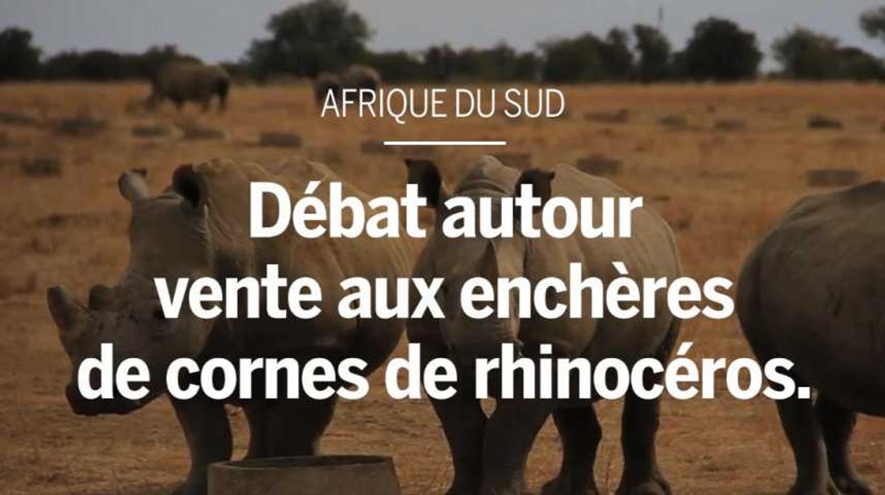 Afrique du Sud : débat autour d'une vente aux enchères de cornes de rhinocéros