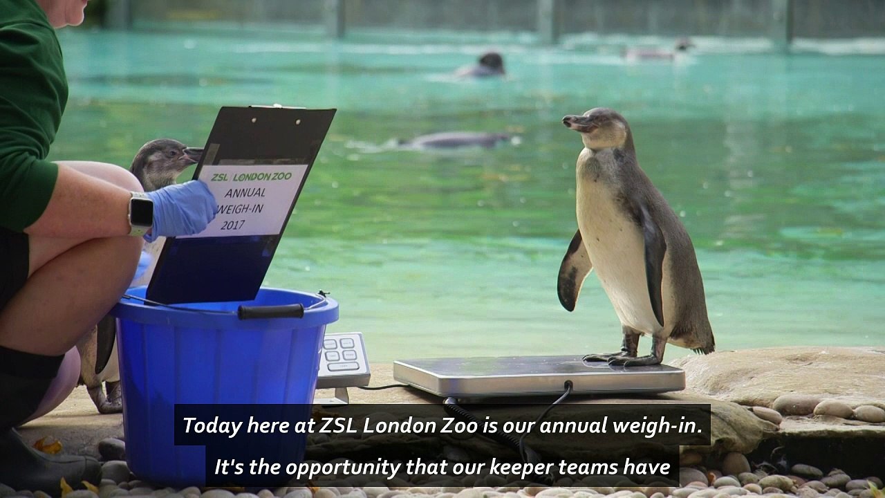 The weight is over! Annual weigh-in of animals at London Zoo