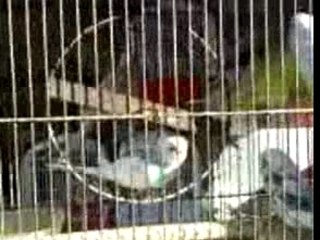 Pajaros