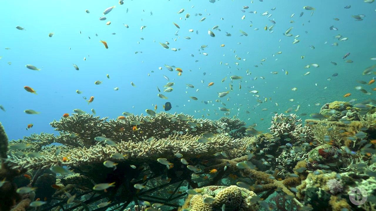 Why Do Fish School?