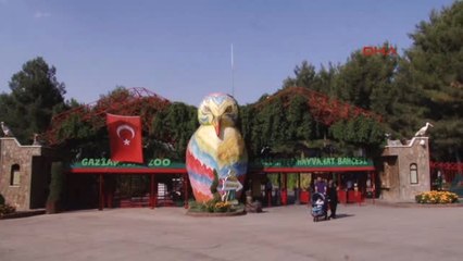 Gaziantep Cizre'de Durdurulan Araçta Bulunan Yavru Aslana Özel Bakım