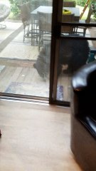 Yelling at a Black Bear