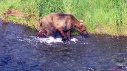 Grizzly Cub Fishing