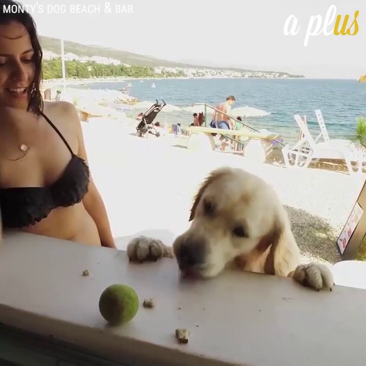 This Beach Is Dog Heaven