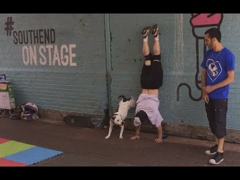 Bull Terrier Becomes a Street Performer