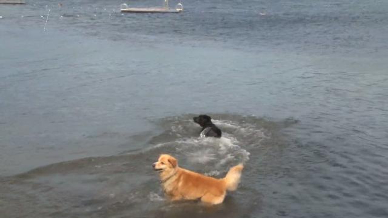 What Does 'Dog Days of Summer' Really Mean?