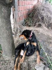 Vicdansızlar Köpeği Çelik İple Ağaca Astılar