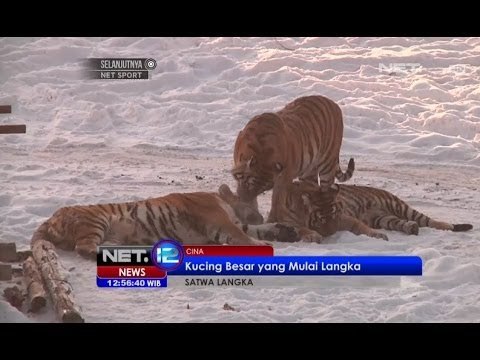 NET12 - Harimau Siberia yang Mulai Langka