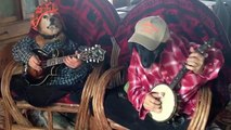 Deux chiens qui jouent du banjo  !!!