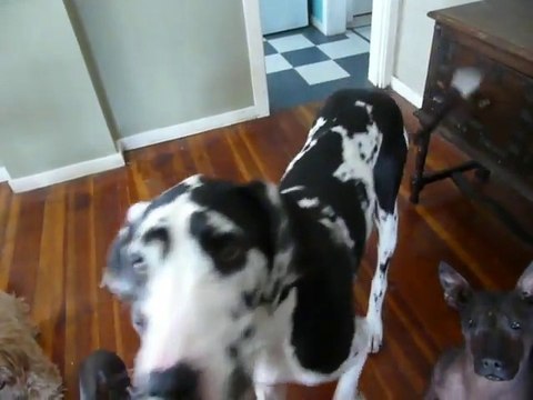 5 chiens et... un canard. Tous très bien dressés! Adorable