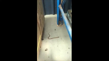 下载视频: Cette araignée Veuve Noire piège un serpent dans sa toile et en fait son repas