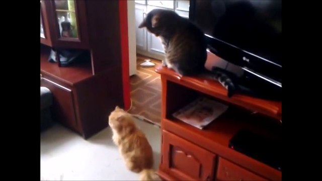 Alors qui est coupable... Chien ou chats ??? Ahaha