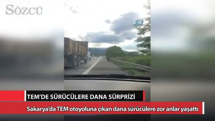 TEM’de sürücülere dana sürprizi