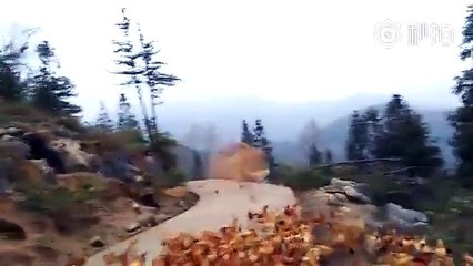 Un fermier appelle ses nombreux poulets en sifflant (Chine)