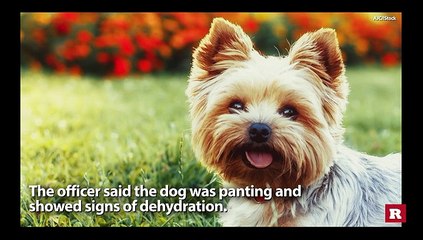 Woman ate in restaurant as dog waited in 113-degree car | Rare News