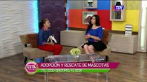 Adopción y rescate de mascotas