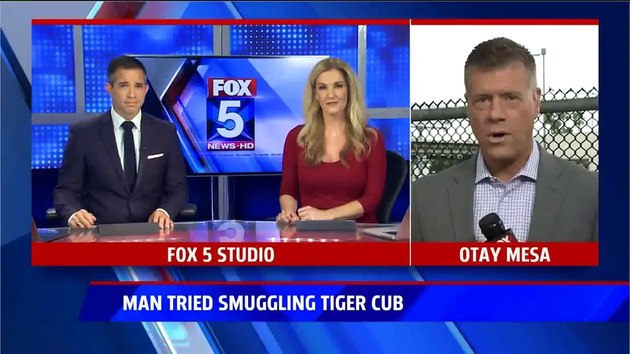 Tiger Cub Found During Smuggling Attempt at US-Mexico Border