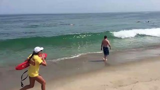 Des touristes voient un requin approcher de la plage  il dévore un phoque sous leurs yeux !