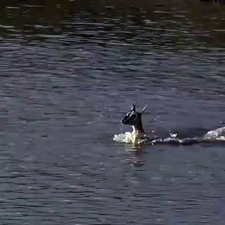 Une antilope traverse une rivière au pire moment !
