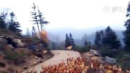 Ce fermier a une technique magique pour faire venir ses poules  le sifflet !