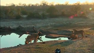 Une lionne apprend à son bébé lionceau à ne pas trop s'approcher de l'eau !