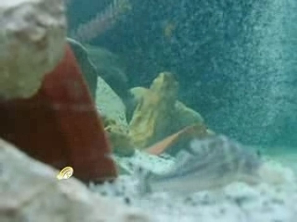 BAC DE 250 LITRES VUE DE COTE