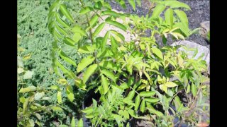 Elderberry Plants in Bucks County