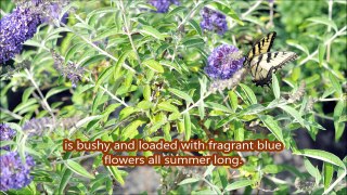 hummingbird moth on a Butterfly Bush and other insects