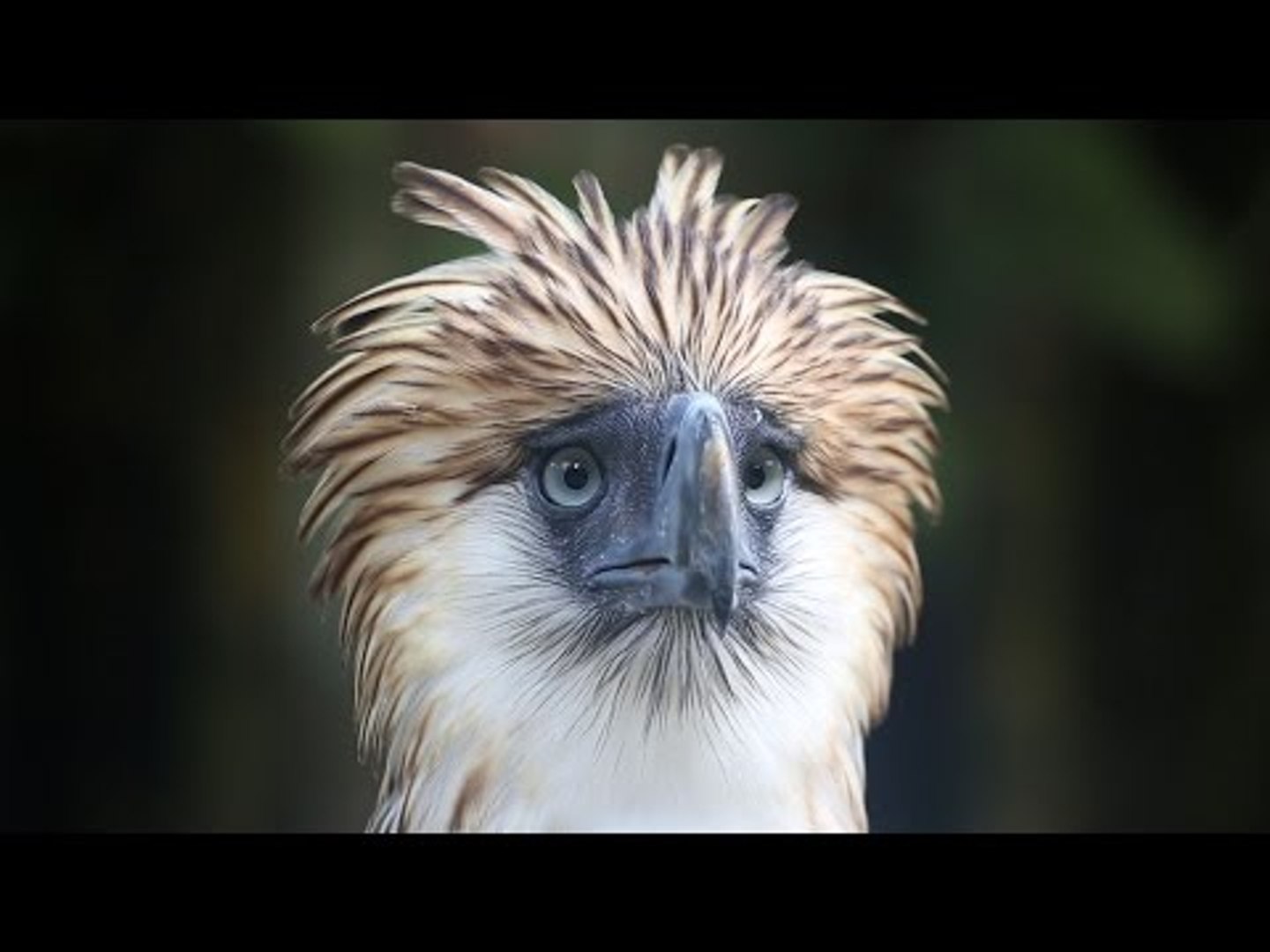 ⁣Sanctuary offers hope for endangered Philippine eagle
