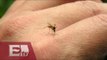 El virus Zika, una nueva amenaza para la salud de América Latina/ Kimberly Armengol