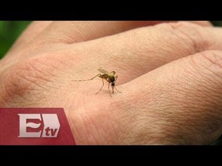 El virus Zika, una nueva amenaza para la salud de América Latina/ Kimberly Armengol