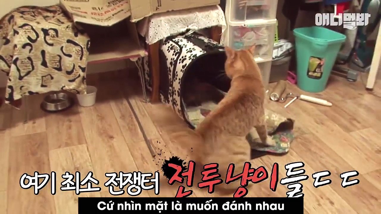 Mẹo vặt cực hay khiến các hoàng thượng bỏ tật đánh nhau chí chóe