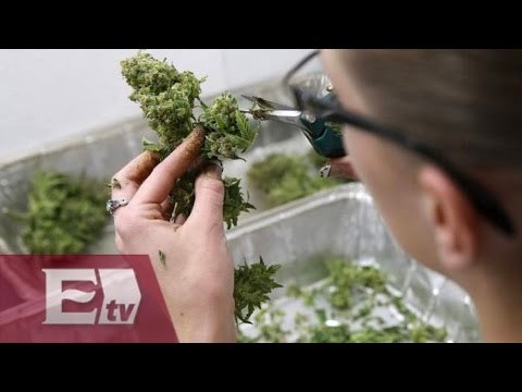 El mercado ilegal de la mariguana medicinal en México/ Hiram Hurtado