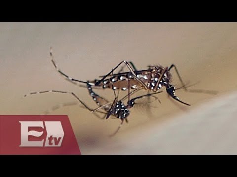 Combaten con mosquitos transgénicos el virus Zika en Brasil / Ingrid Barrera