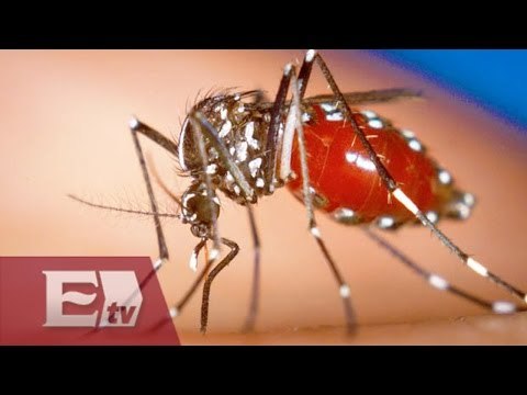 OMS discute estrategias para combatir el virus Zika / Ricardo Salas