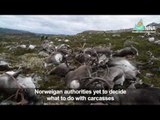 More than 300 reindeer killed by lightning in Norway