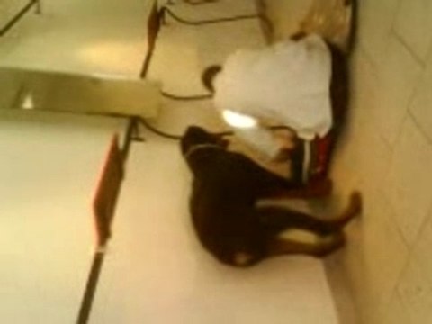 rott bull dog chien danger btp travaux