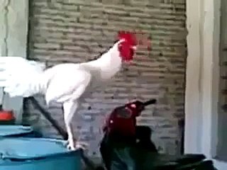 Laughing Chicken ♥ Gà Trống Cười Cực Vui !