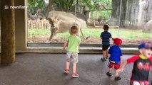 Toddlers screaming in terror as lion tries to play with them