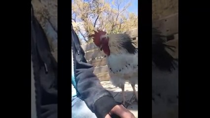 Animals and Their Attachement with Humans Its amazing