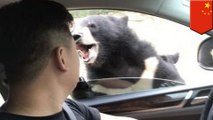 Beruang menggigit pria saat pria membuka jendela mobil - TomoNews