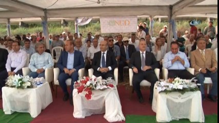 ‘Sarı Altın’a Buruk Hasat Şenliği