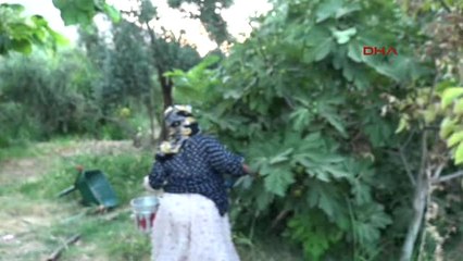 Mardin Derik'in 9 Çeşit İnciri Tezgahlarda Yerini Aldı