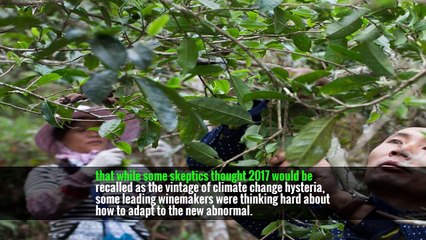 In Italy’s Drought-Hit Vineyards, the Harvest of a Changing Climate