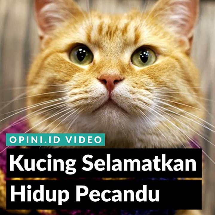 Kucing Selamatkan Hidup Pecandu