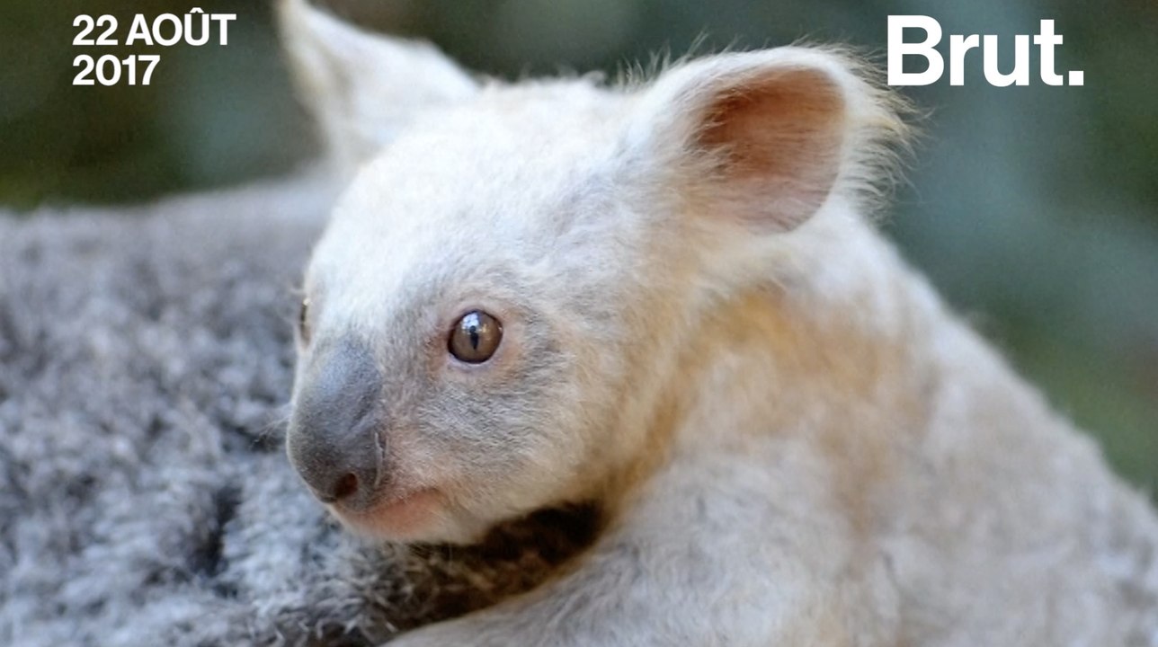 Un rare koala blanc naît dans un zoo australien