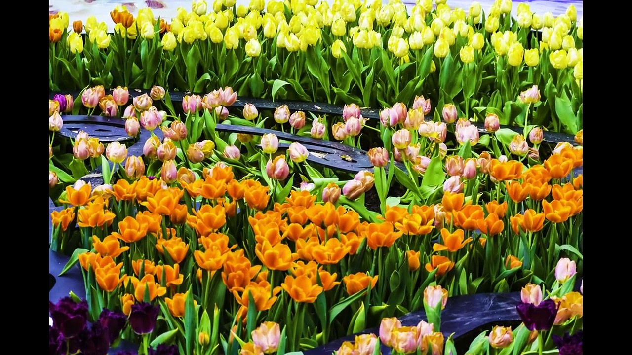 Flower Photo Collection